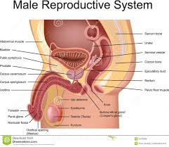 Human Female Reproductive System Diagram Human Female