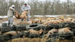 The latest information on the african swine fever virus and what you can do to prevent asf entering your farm. After Poland And Hungary African Swine Fever Virus Diagnosed In Slovakia Kafkadesk
