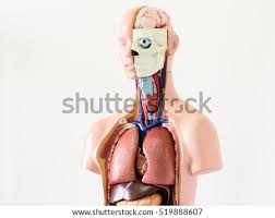 The circulatory system does most of its. Shutterstock Puzzlepix