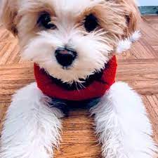 When you choose smoochie pooch, you can feel confident knowing your pet's hygiene and happiness is the driving force behind every interaction you have with us. Pet Stop Grooming 112 Photos 57 Reviews Pet Groomers 8550 Garden Grove Blvd Garden Grove Ca Phone Number