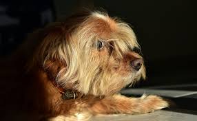 Alopecia in dogs is a term used in veterinary medicine to describe hair loss when it fails to grow at a normal pace, or when there is a complete or partial absence of hair over the dog's body. Dog Hair Loss Symptoms Treatment And Causes For Canine Alopecia