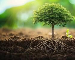 Immagine di tree with roots in the ground and branches reaching for the sky
