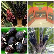 Kelapa sawit tenera merupakan kelapa sawit dari hasil persilangan antara kelapa sawit dura dan kelapa sawit pisifera. Bibit Benih Kelapa Sawit Marehat Marihat Pelepah Panjang Shopee Indonesia