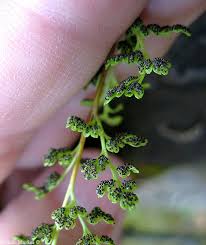 Image result for Anogramma