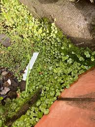 Image result for Hydrocotyle sibthorpioides