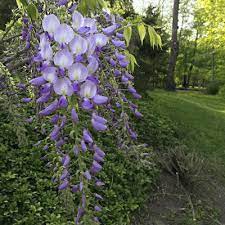 My Wisteria When It Was Blooming Wisteria National Parks Trip Bloom