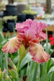 Keep in mind it is best to have line flowers, form flowers and filler for mixed bouquets. Easy Iris Kentucky Living