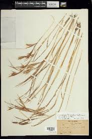 Image result for Andropogon fastigiatus