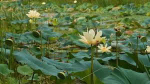 Image result for Lotus wildii
