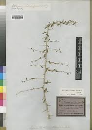 Image result for Lycium mascarenense