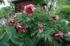Verwelkte blüten bis zum ersten blatt ausputzen, um die kraftraubende samenbildung zu unterbinden. Pfingstrosen Schneiden Ratgeber Und Anleitung Obi