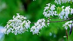 Image result for Dalbergia acutifoliolata