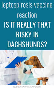 Maybe you would like to learn more about one of these? Leptospirosis Vaccine Reaction In Dachshunds Is It Really That Risky