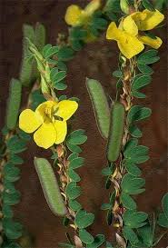 Image result for Chamaecrista