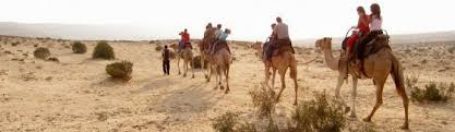 Israel is more than 60% desert, and is home to a huge number of camels. Kurnub Cameland Mamshit Camel Farm Camel Riding Negev Desert Southern Israel