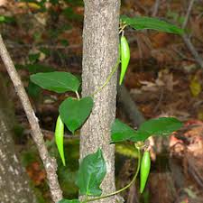 Image result for Cynanchum