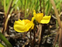 Image result for Utricularia australis
