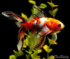 Happy Aqua The Online Aquarium Store In Bangalore Shubunkin Goldfish Goldfish Pet Fish