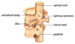 This section is made up of 12 vertebrae (abbr. Spinal Cord Column Spinal Cord Injury Information Pages