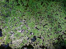 Image result for Azolla pinnata