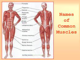 It allows the upper limb to have a wide array of movements. Muscles And Bones Ppt Download