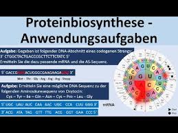 Mrna strang in aminosäuresequenz übersetzen. Proteinbiosynthese Klausuraufgaben Anwendungsaufgaben Biologie Genetik Oberstufe Youtube