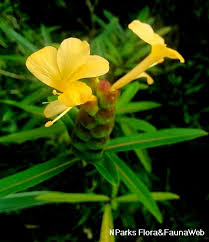 Image result for Barleria spinulosa