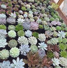 Cacti and succulents have a rather different watering and feeding regime to most other houseplants—timing is everything. Benguet Seller Of Cactus And Succulent 1 967 Photos Local Business Natubleng Buguias 26001 Buguias Philippines