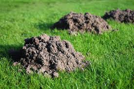 Voles eat nuts and seeds. How To Get Rid Of Moles In Yard Eradicating Moles From Garden