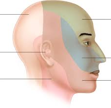 Image result for Ear Nerve Block