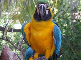 Seri kembangan, formerly known as serdang new village, is a town located in selangor, malaysia. Macaw Parrot At Farm In The City Seri Kembangan Selangor Malaysia Stock Photo Picture And Royalty Free Image Image 32673625