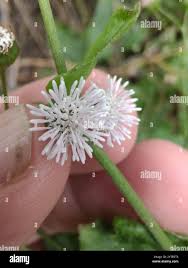 Image result for Adenostemma mauritianum