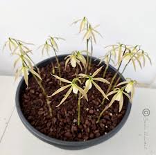 Image result for Nervilia