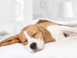 Check spelling or type a new query. What Dog Sounds Mean