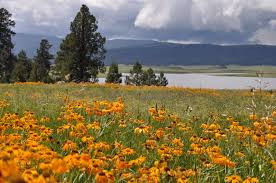 Need help deciding where to stay with your dog? Hotels In Show Low Az