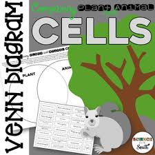 What is the difference between bacteria and plant cells? Plant And Animal Venn Worksheets Teaching Resources Tpt