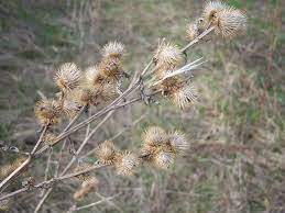 Cockle Burrs Gods Hand Flowers Nature