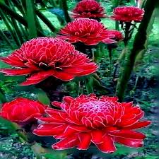 Image result for Erlangea remifolia