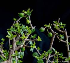 Image result for Brachystegia utilis × microphylla