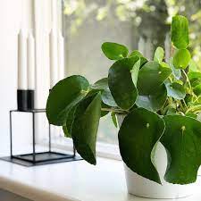 If your pilea peperomioides is letting its leaves droop, something is going on. Common Pilea Foliage Problems Causes And Cures