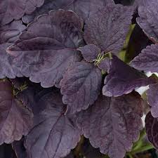 Image result for Coleus scutellarioides