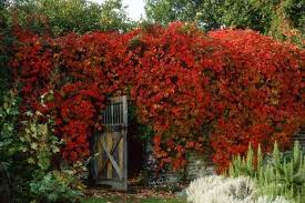 If you're a gardener seeking a vine to enhance your shaded garden, look no further. Top 10 Climbers For Shady Walls Shade Plants Climbers Plants Wall Climbing Plants For Shade