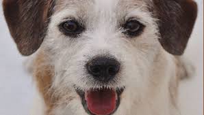 Canine Behavioral Training Videos