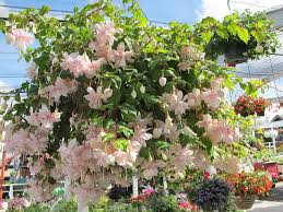 Overflowing Fuchsia Pink Marshmallow Fuchsia Garden Fuchsia Plant Flower Garden Design