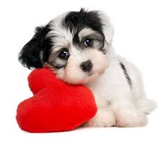 You are at:home»posts tagged hundegeruch aus wohnung entfernen. Hundewelpen Und Hundegeruch Im Hundehaushalt
