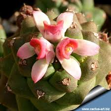 Image result for Monadenium friesii