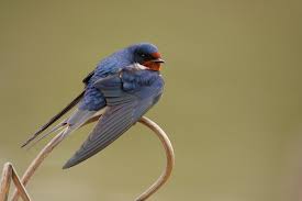Bildresultat för GOLONDRINA