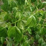 Image result for Colubrina asiatica