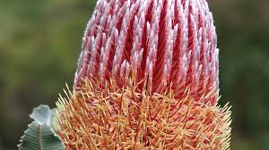 They've grown in harmony with the australian climate and conditions for millennia. Ecu Aboriginal Seasons Guided By The Land Features