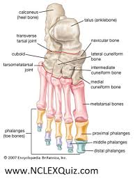 Ligaments joints are held securely by ligaments. Feet Skeletal System Foot Human Anatomy Bones Tendons Ligaments Studykorner